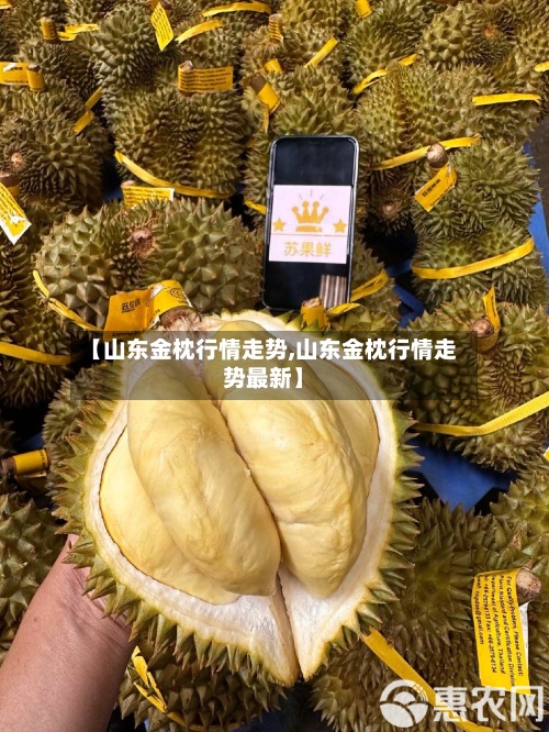 【山东金枕行情走势,山东金枕行情走势最新】-第2张图片