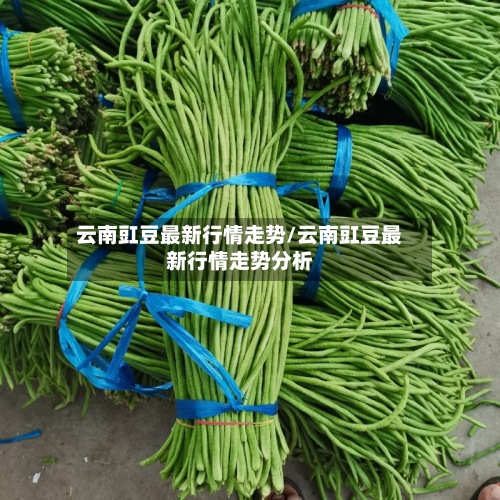 云南豇豆最新行情走势/云南豇豆最新行情走势分析