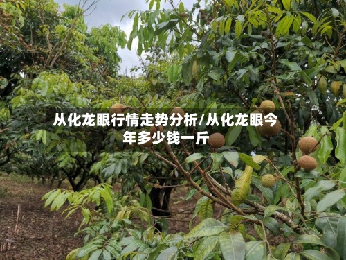 从化龙眼行情走势分析/从化龙眼今年多少钱一斤