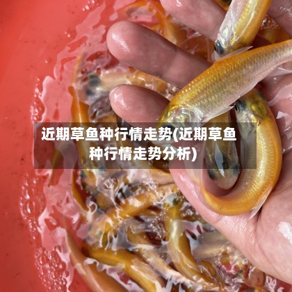 近期草鱼种行情走势(近期草鱼种行情走势分析)-第2张图片