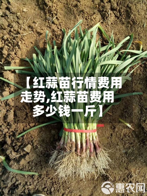 【红蒜苗行情费用走势,红蒜苗费用多少钱一斤】-第2张图片