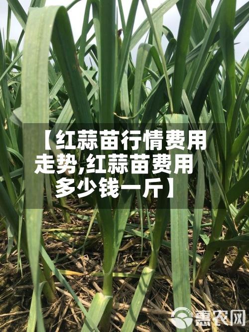 【红蒜苗行情费用
走势,红蒜苗费用
多少钱一斤】