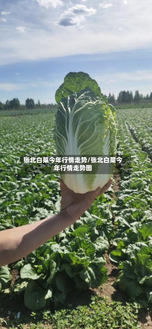 张北白菜今年行情走势/张北白菜今年行情走势图