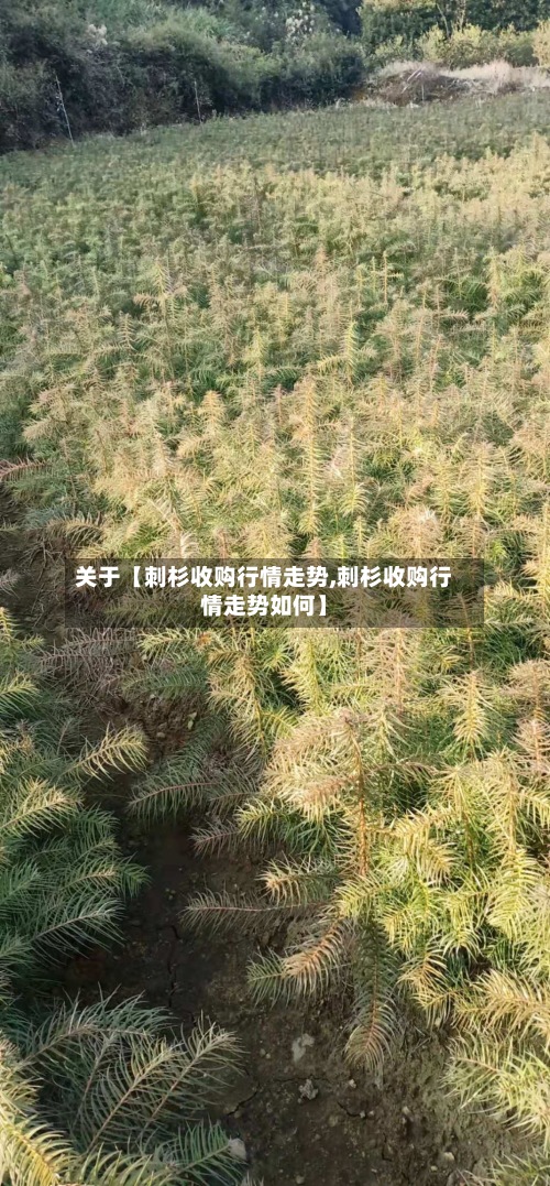 关于【刺杉收购行情走势,刺杉收购行情走势如何】