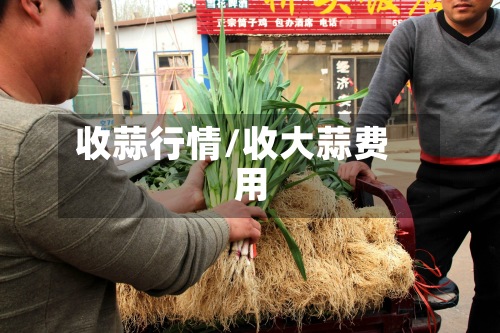收蒜行情/收大蒜费用-第2张图片