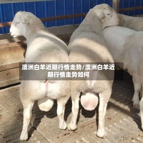 澳洲白羊近期行情走势/澳洲白羊近期行情走势如何-第2张图片