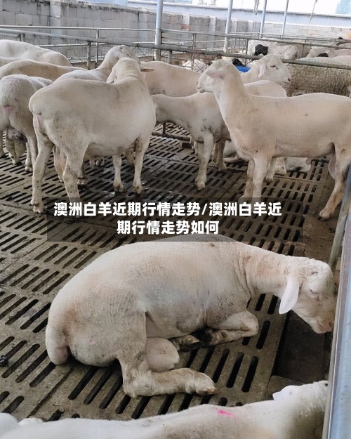 澳洲白羊近期行情走势/澳洲白羊近期行情走势如何