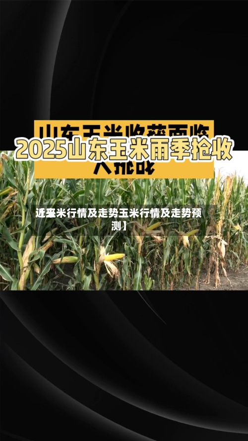 近来
【玉米行情及走势玉米行情及走势预测】
