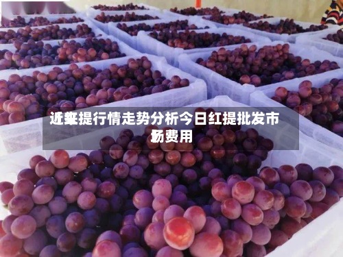 近来【红提行情走势分析今日红提批发市场费用】-第2张图片