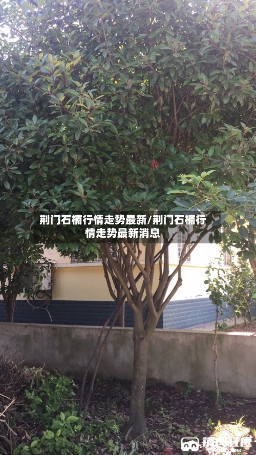 荆门石楠行情走势最新/荆门石楠行情走势最新消息