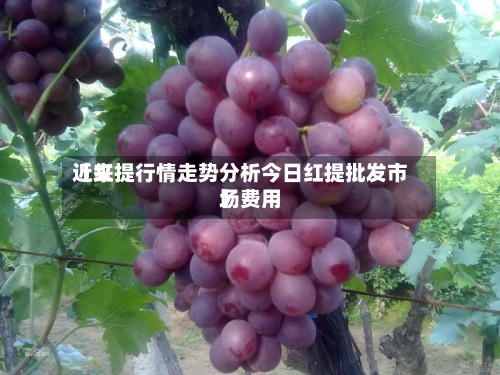近来
【红提行情走势分析今日红提批发市场费用
】