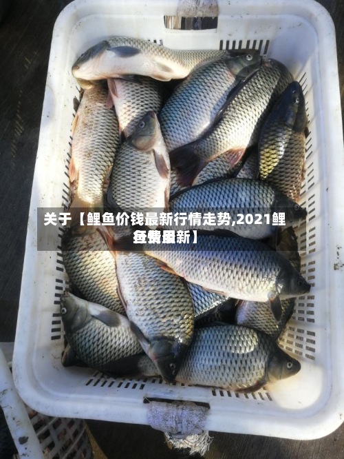 关于【鲤鱼价钱最新行情走势,2021鲤鱼费用行情最新】-第2张图片
