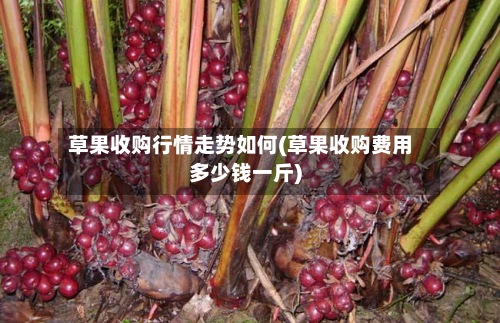草果收购行情走势如何(草果收购费用
多少钱一斤)