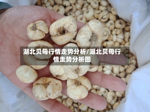 湖北贝母行情走势分析/湖北贝母行情走势分析图