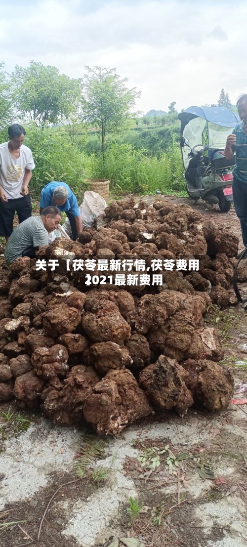 关于【茯苓最新行情,茯苓费用2021最新费用】