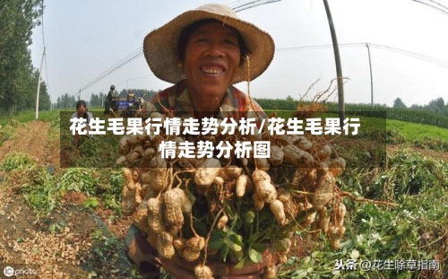 花生毛果行情走势分析/花生毛果行情走势分析图