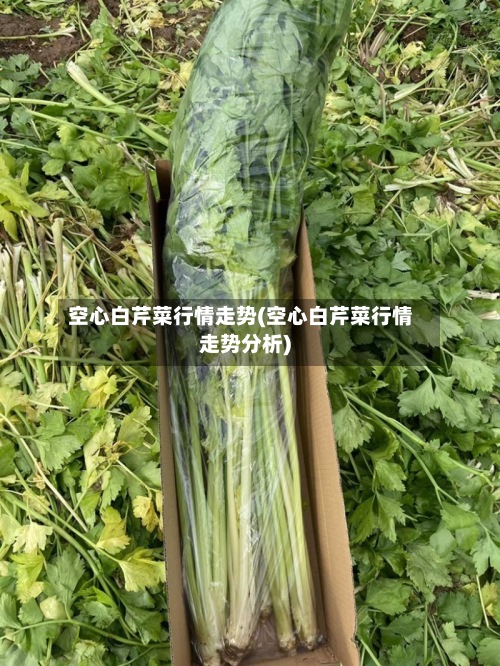 空心白芹菜行情走势(空心白芹菜行情走势分析)-第3张图片