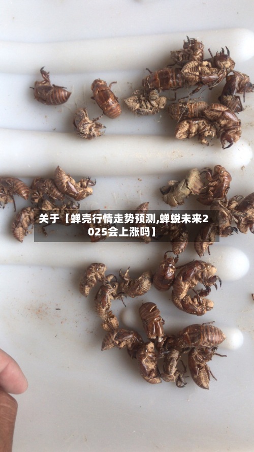 关于【蝉壳行情走势预测,蝉蜕未来2025会上涨吗】