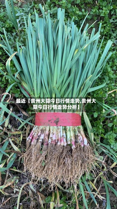 最近【贵州大蒜今日行情走势,贵州大蒜今日行情走势分析】-第2张图片
