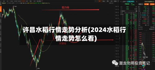 许昌水稻行情走势分析(2024水稻行情走势怎么看)