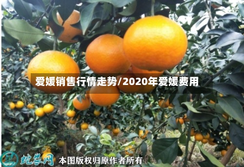 爱媛销售行情走势/2020年爱媛费用
-第2张图片