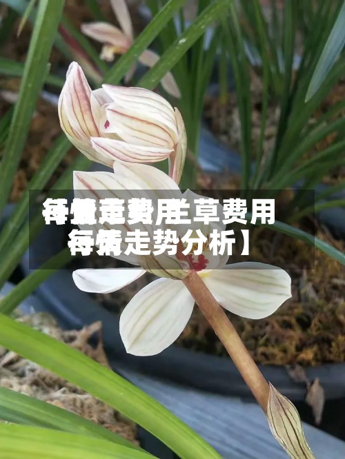 【兰草费用每天行情走势,兰草费用每天行情走势分析】