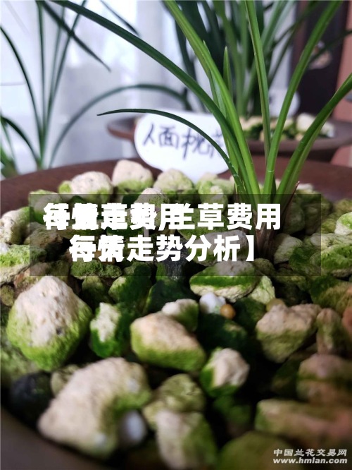 【兰草费用每天行情走势,兰草费用每天行情走势分析】-第3张图片