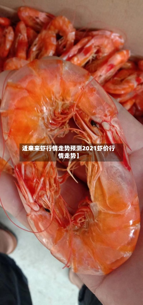 近来【未来虾行情走势预测2021虾价行情走势】