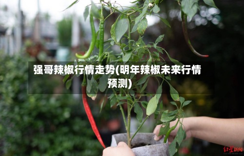 强哥辣椒行情走势(明年辣椒未来行情预测)