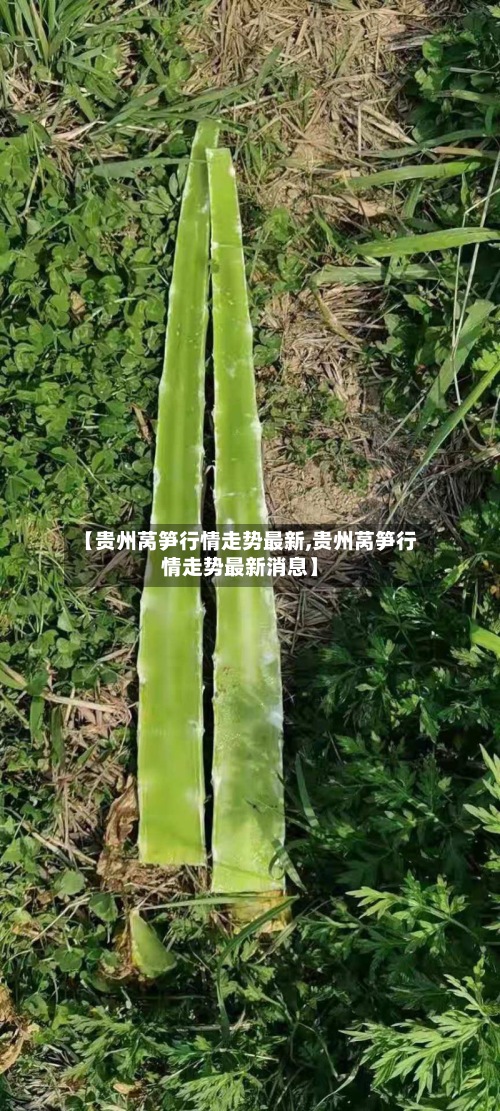 【贵州莴笋行情走势最新,贵州莴笋行情走势最新消息】