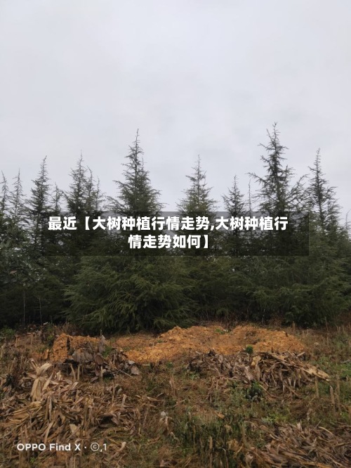 最近【大树种植行情走势,大树种植行情走势如何】