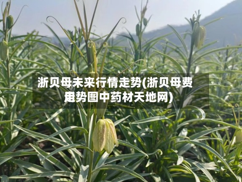 浙贝母未来行情走势(浙贝母费用走势图中药材天地网)