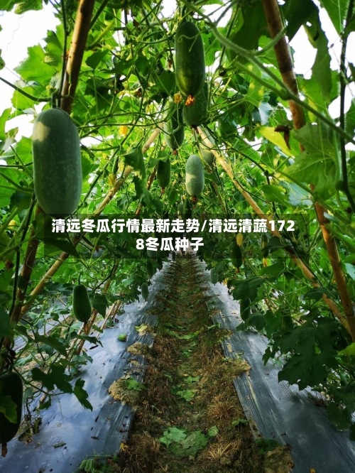 清远冬瓜行情最新走势/清远清蔬1728冬瓜种子-第2张图片