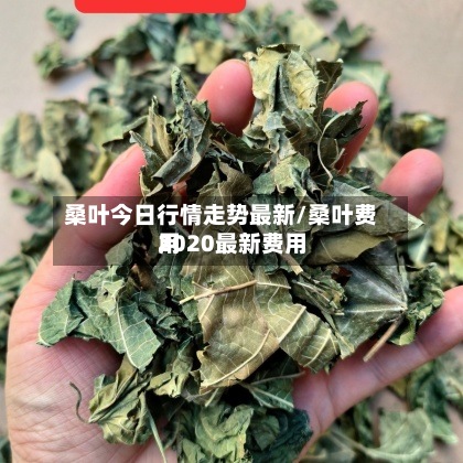 桑叶今日行情走势最新/桑叶费用
2020最新费用
-第3张图片