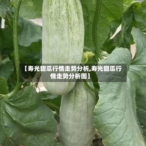 【寿光甜瓜行情走势分析,寿光甜瓜行情走势分析图】